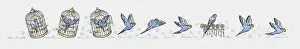 Sequential Series Prints: Sequence of illustrations showing blue budgerigar inside birdcage, flying, and perching