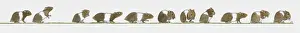 Sequential Series Prints: Sequence of illustrations showing brown and white hamster