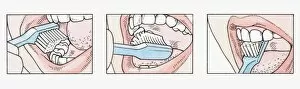 Images Dated 17th June 2010: Sequence of illustrations showing how to brush teeth correctly using toothbrush