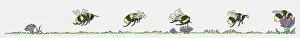 Images Dated 20th November 2009: Sequence of illustrations showing bumblebee flying toward flower and collecting pollen