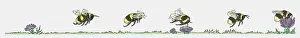 Five Animals Prints: Sequence of illustrations showing bumblebee flying toward flower and collecting pollen