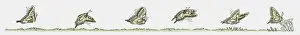Landing Touching Down Prints: Sequence of illustrations showing butterfly in flight and landing
