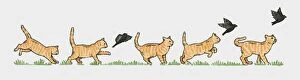 Image Sequence Collection: Sequence of illustrations showing ginger cat and blackbird