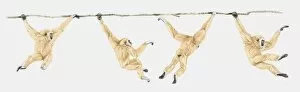 Sequence of illustrations showing Lar Gibbon or White-handed Gibbon (Hylobates lar) swinging on vine
