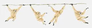 Balance Prints: Sequence of illustrations showing Lar Gibbon or White-handed Gibbon (Hylobates lar) swinging on vine