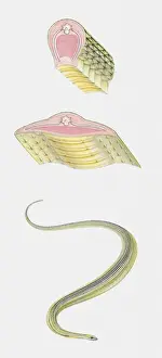 Sequence Prints: Sequence of illustrations showing Paradise Tree Snake (Chrysopelea paradisi) and anatomy cross sections