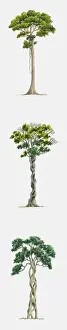 The End Prints: Sequence of illustrations showing parasitic fig killing host tree and growing in its place