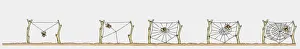 Images Dated 20th November 2009: Sequence of illustrations showing spider weaving web