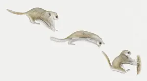 Gliding Prints: Sequence of illustrations of Sugar Glider (Petaurus breviceps) gliding through air and landing on tree trunk
