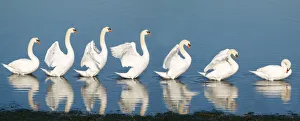 Sequences Collection: Sequence of a swan stretching the wings