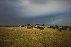 Stormy Gallery: Serengeti with dark storm clouds, Tanzania, Africa