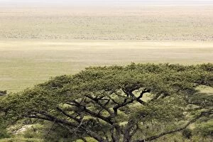 Images Dated 13th May 2015: serengeti national park