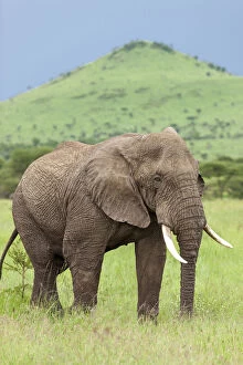 Images Dated 12th May 2015: serengeti national park