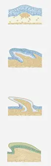 Shark Prints: Series of cross section illustrations showing development of shark and snake scales