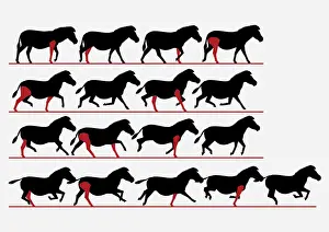 Zebra Prints: Series of digital illustrations showing Zebra gait from walking to galloping