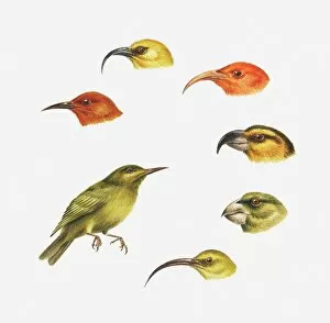 Series of illustrations of Akaipolaau, Liwi, Maui parrotbill, Apapane, Kona, Honeycreeper