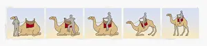 Five Animals Prints: Series of illustrations showing how to climb on to a camel as it lies down and sitting as it stands up