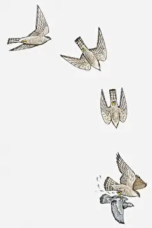 Five Animals Prints: Series of illustrations showing Sparrowhawk (Accipiter nisus) diving and swooping to catch pigeon