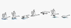 Swan Prints: Series of illustrations showing Swan preparing to fly from water