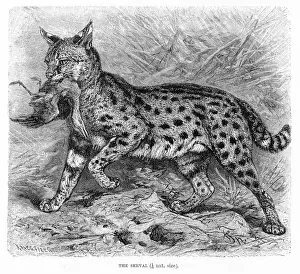 Wildcat Animal Prints: Serval engraving 1894