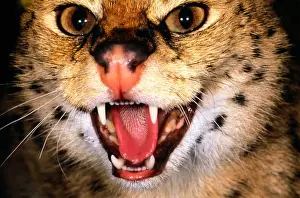 Snarling Prints: Serval (Felis serval) with mouth open, close-up, Kenya