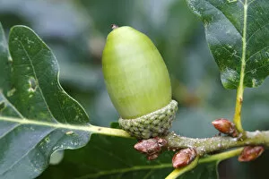 Sessile or Durmast Oak -Quercus petraea, Quercus sessilis-, unripe acorn on tree, Neunkirchen, Siegerland