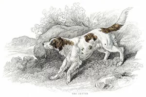 Images Dated 10th June 2015: Setter dog engraving 1840