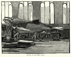 Images Dated 13th July 2017: Setting up the Paper Whale, Smithsonian Institution, 1884
