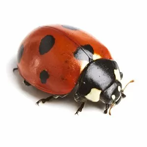 Animal Wildlife Gallery: Seven-spot ladybird