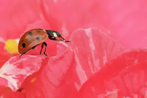 Seven-spot ladybird (Coccinella septempunctata) adult on a garden Camellia flower, England, United Kingdom, Europe