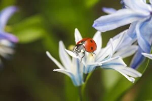 Ladybug Gallery: Seven-spot Ladybird -Coccinella septempunctata- in a garden, Stuttgart, Baden-Wurttemberg, Germany