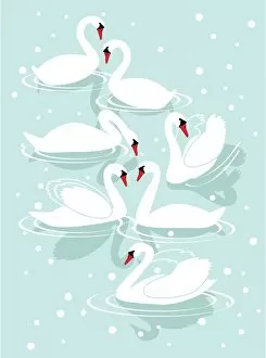 Images Dated 3rd December 2018: Seven Swans A-Swimming
