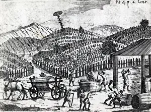 Grapes Prints: Seventeenth Century Woodcut of Vineyard With Grape Harvesting
