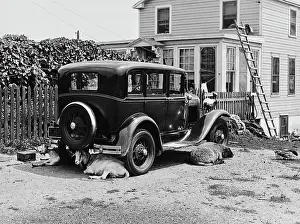 Arc0017636 Prints: In The Shade Of A Ford Auto