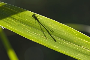 Odonate Gallery: Shadow of a dragonfly