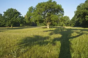 Oaks Collection: Shadow of an Oak Tree (Quercus)