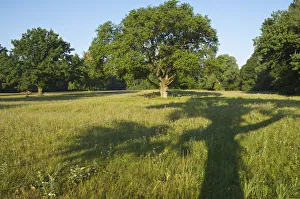 Oaks Collection: Shadow of an Oak Tree (Quercus)