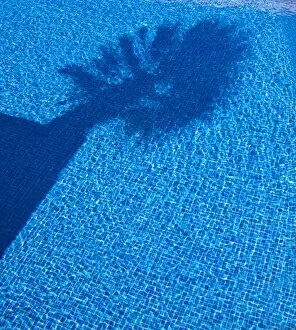 Palmaceae Gallery: Shadow of a palm tree in a pool