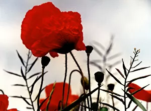 Images Dated 21st February 2009: In the Shadow of the Poppies
