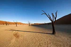 Shadows from the dead Acacia trees fall onto the ancient textured clay surface of Deadvlei at sunrise