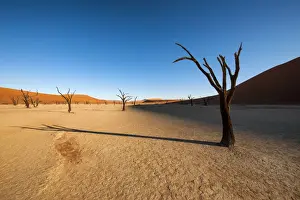 Horizonta Prints: Shadows from the dead Acacia trees fall onto the ancient textured clay surface of Deadvlei at sunrise