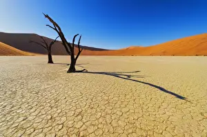 Namibia Prints: Shadows from the dead Camel thorn Acacia trees fall onto the ancient clay surface of Deadvlei at sunrise