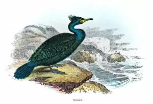 Images Dated 4th July 2015: Shag cormorant illustration 1896