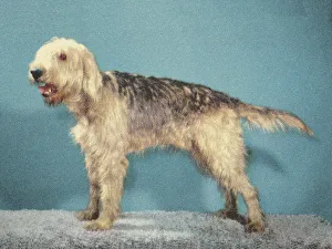 Blue Background Gallery: Shaggy Dog