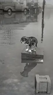 Flood Prints: Shaggy But Dry Dog In Middle Of Flooded