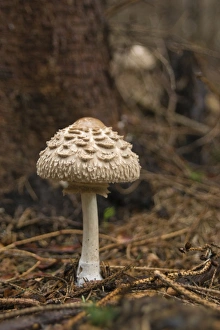 Parasol Gallery: Shaggy Parasol (Chlorophyllum rhacodes)