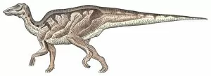 Images Dated 30th March 2006: Shantungosaurus, side view