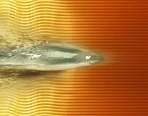 Dolphin Prints: Shark