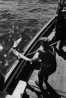 Sea Creature Prints: Shark In Looe