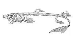 Images Dated 31st August 2016: Shark skeleton